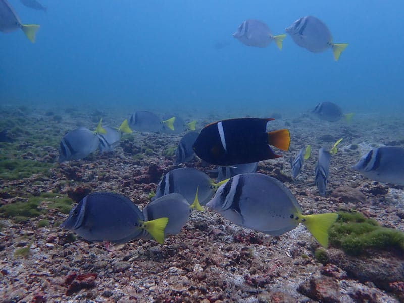 catalina islands scuba diving fish