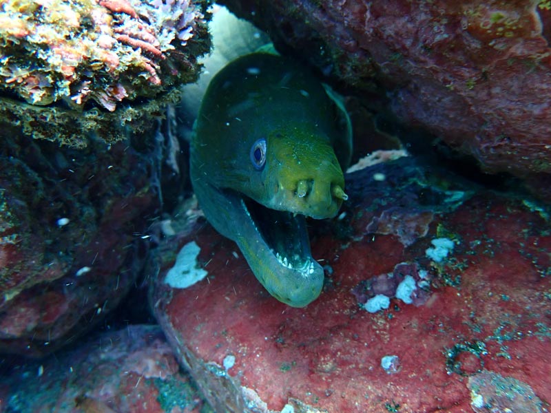 catalina islands scuba diving green moray eel