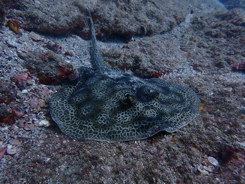 catalina islands scuba diving