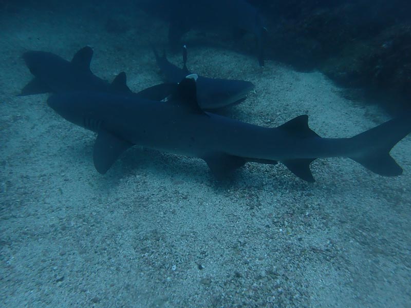 catalina islands scuba diving white tip reef sharks