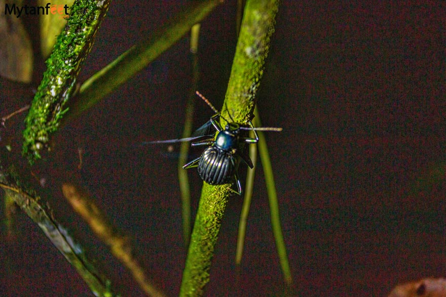 NIght walk Costa Rica