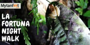 La Fortuna night walk featured