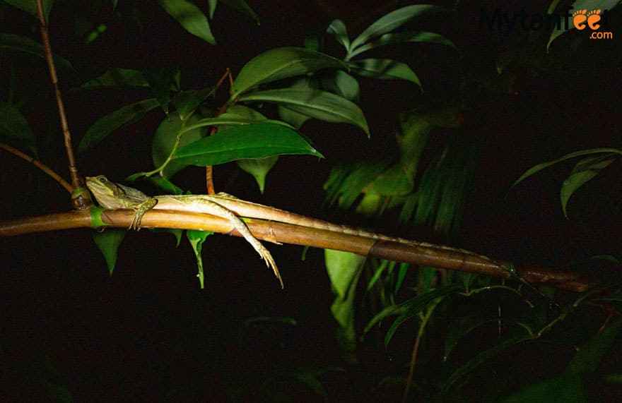 Helmeted Basilisk Costa Rica