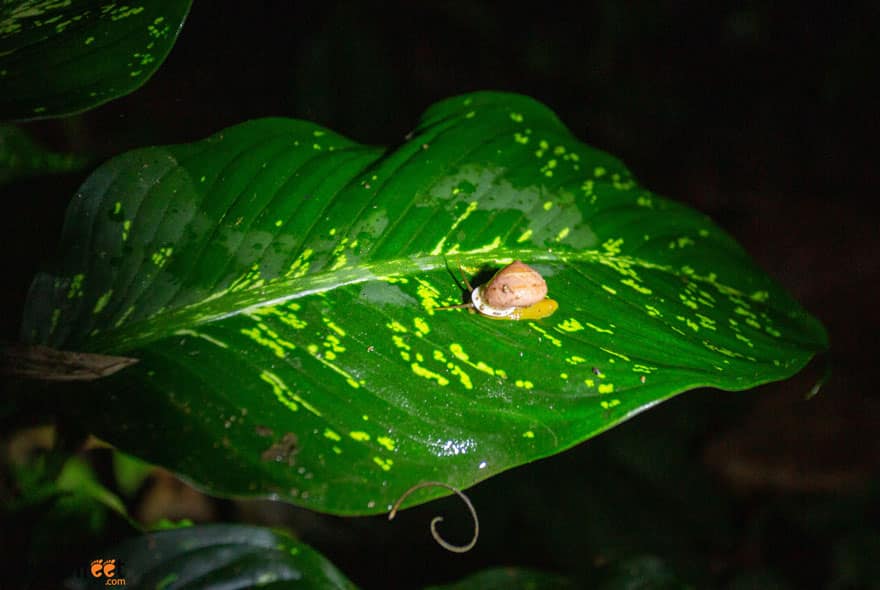 Arenal night walk Costa RIca