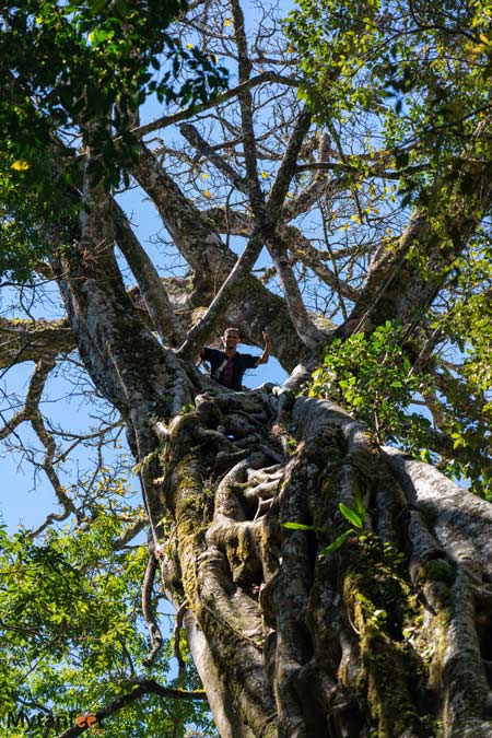 At the top of the ficus 