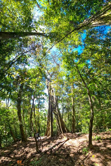 The hollow ficus in Monteverde