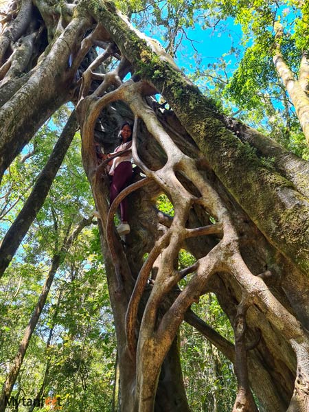 Tree Climbing in Costa Rica