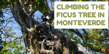 climving the ficus tree in Monteverde featured