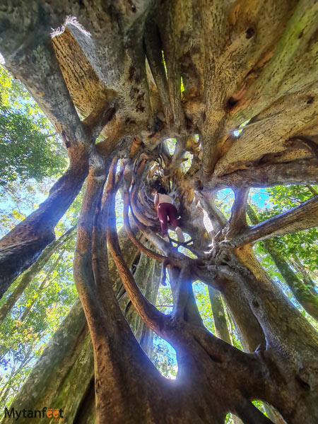 climbing Monteverde ficus tree