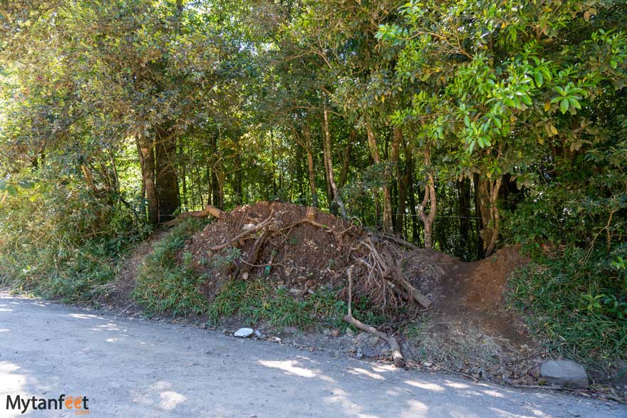 hollow monteverde ficus tree to climb