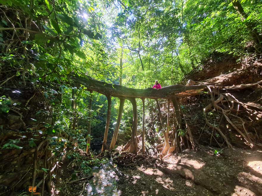 Plan Your Visit to the Monteverde Ficus Root Bridge