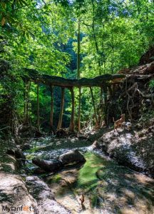 Plan Your Visit to the Monteverde Ficus Root Bridge