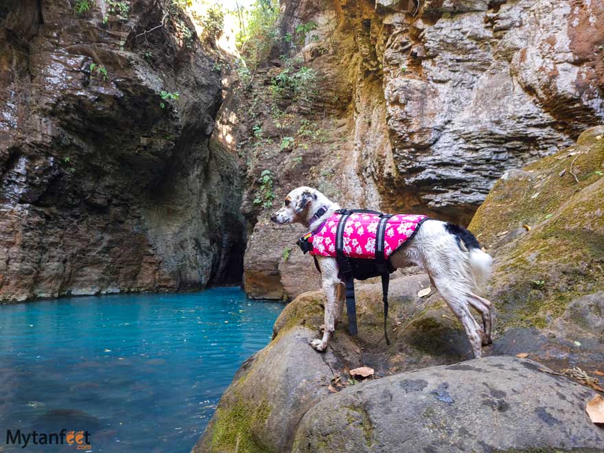 dog friendly swimming