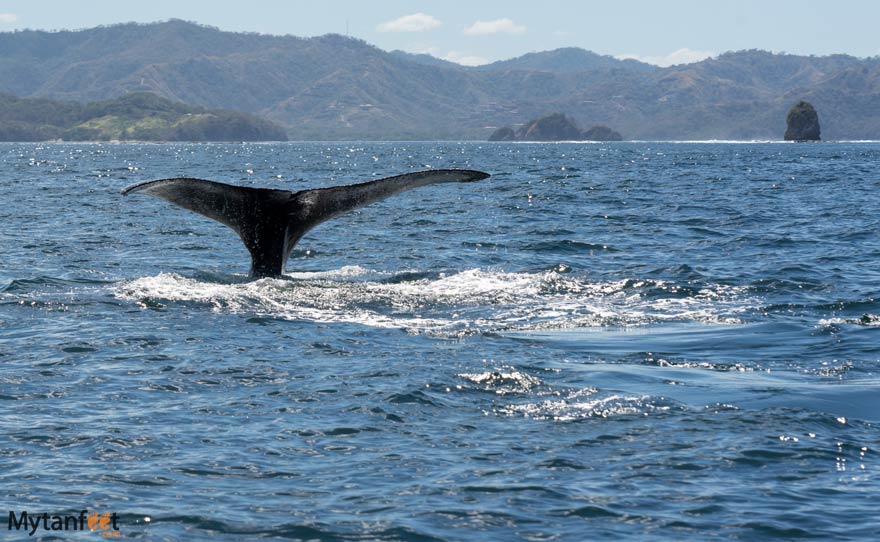 humpback whale Costa Rica in Gulf of Papagayo - costa rica whale watching tours 