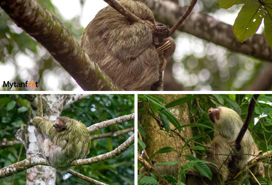 Costa Rica sloths