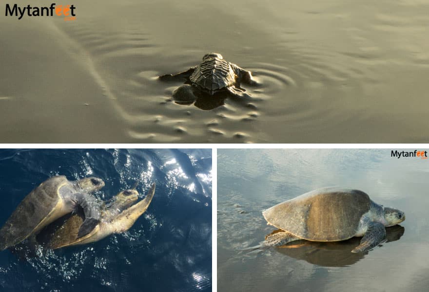 Costa Rica turtles