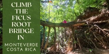 monteverde ficus root bridge featured