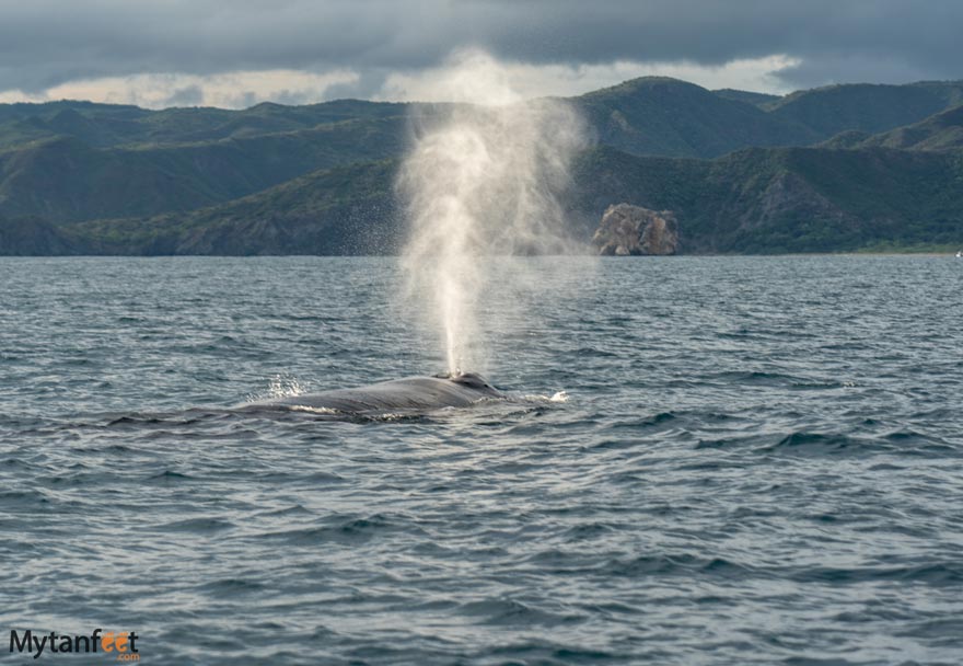 Humpback whale inside Santa Rosa National Park by Witch's Rock