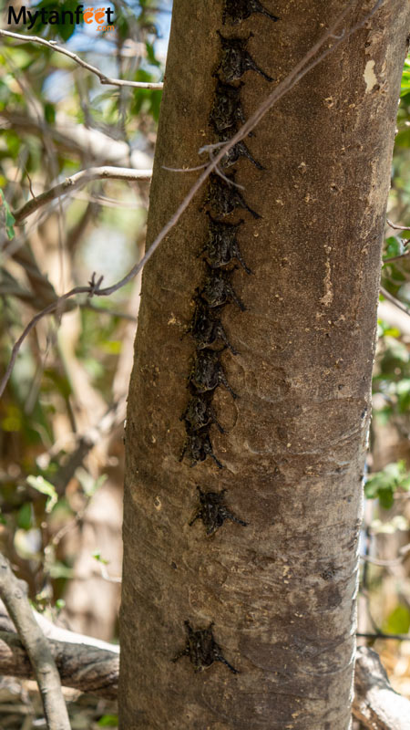 Costa Rica bats