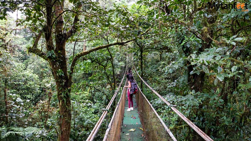 guanacaste rainforest sloth tour