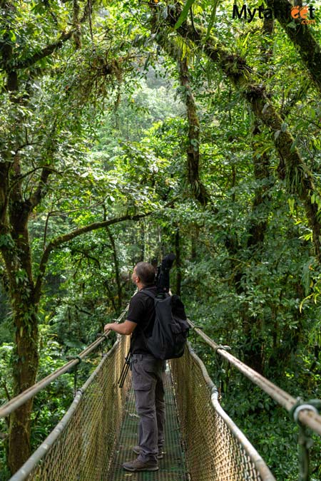 heliconias rainforest reserve