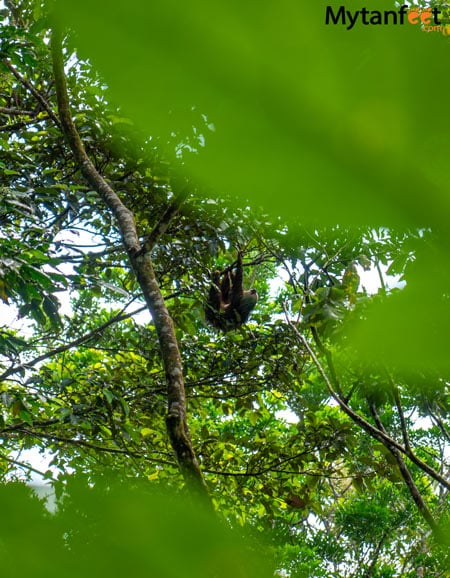 guanacaste rainforest sloth tour