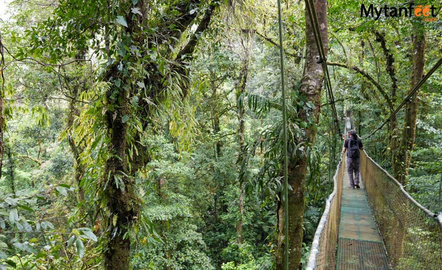 guanacaste rainforest sloth tour