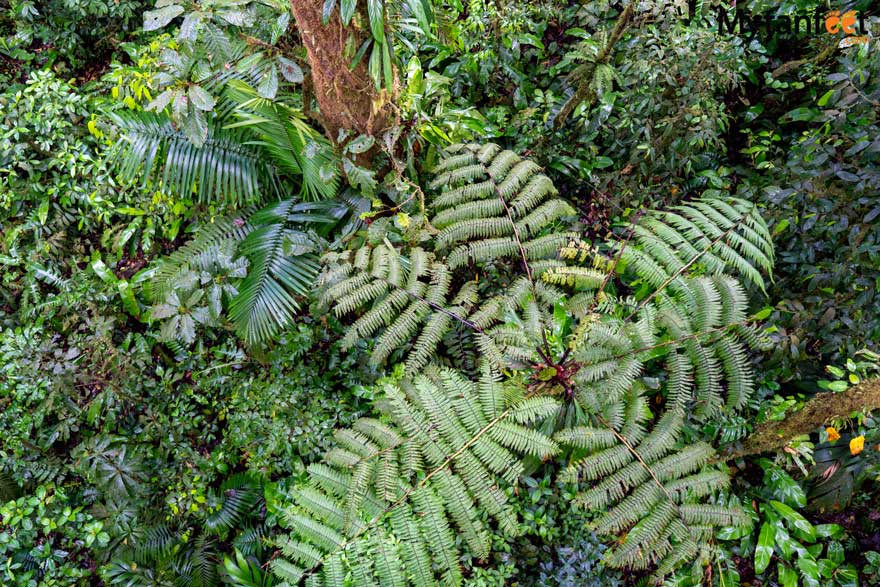 heliconias rainforest reserve