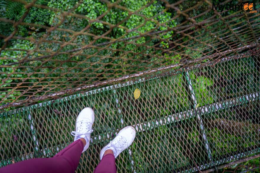 Guanacaste rainforest sloth tour -  heliconias hanging bridges