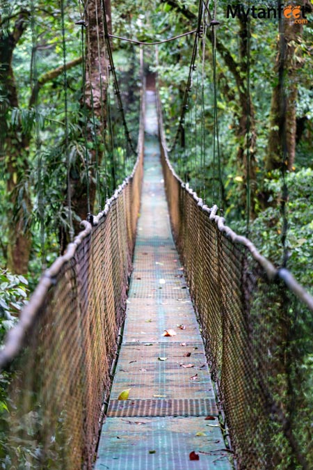 guanacaste rainforest sloth tour