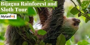 bijagua rainforest sloth tour featured