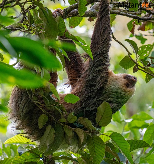 guanacaste rainforest sloth tour