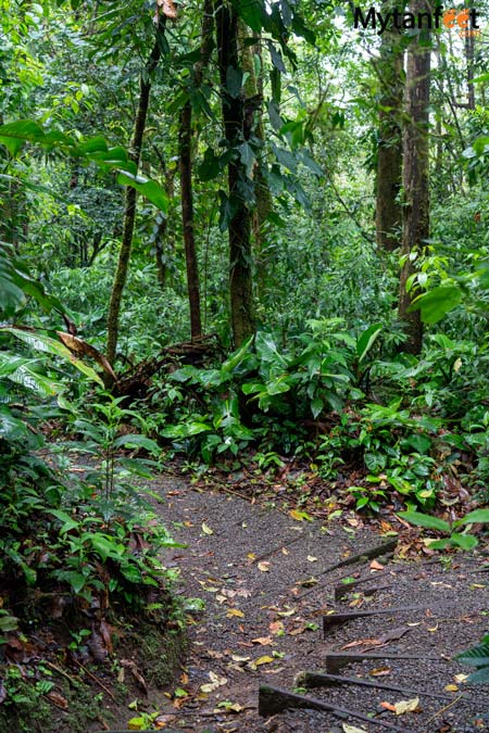 nature trail