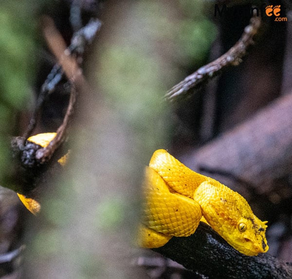 bijagua rainforest walk snake