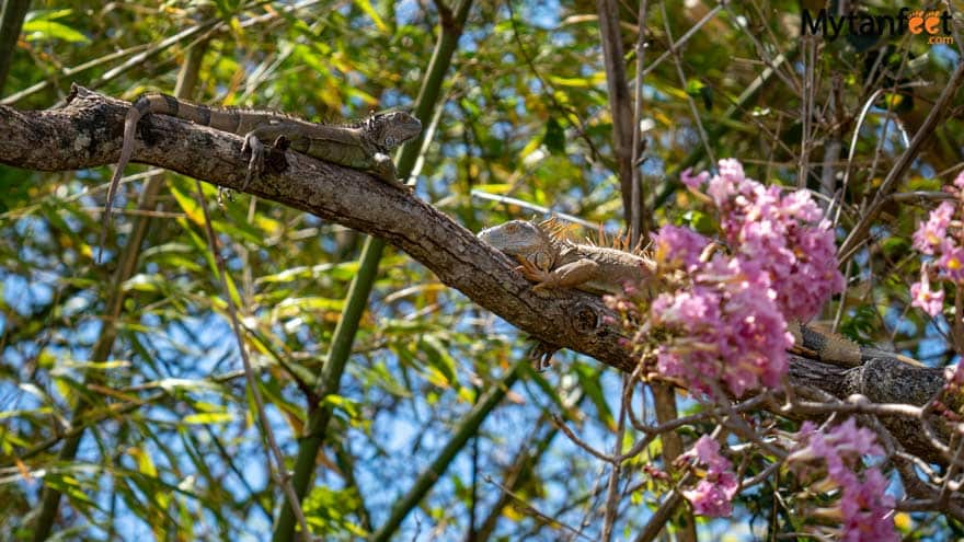 Iguanas