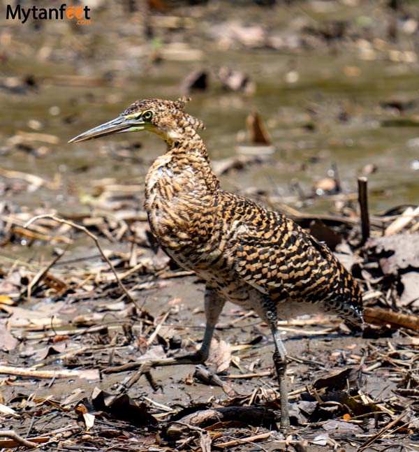 Palo Verde birds: juvenile tiger heron