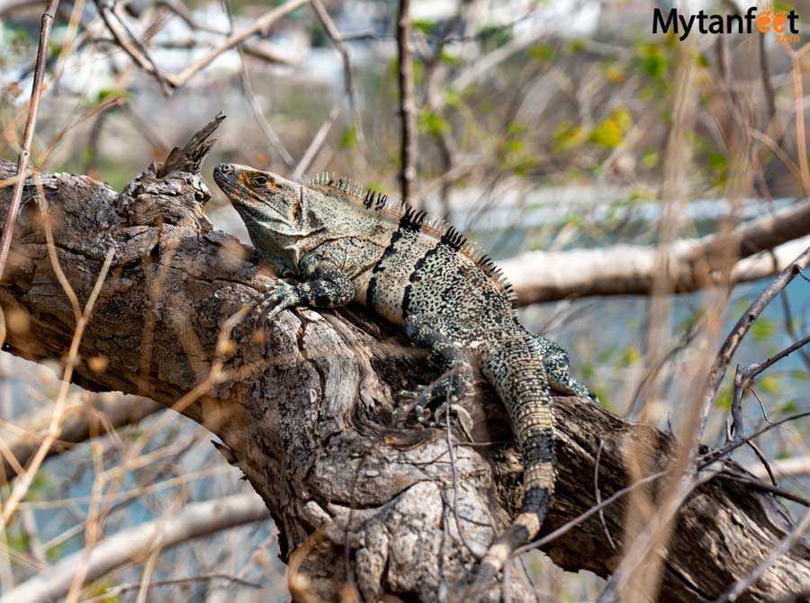 Iguana