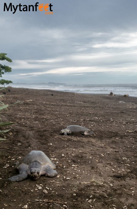 Nosara turtle nesting tours