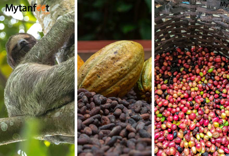 La Fortuna chocolate, coffee and sloth tour 