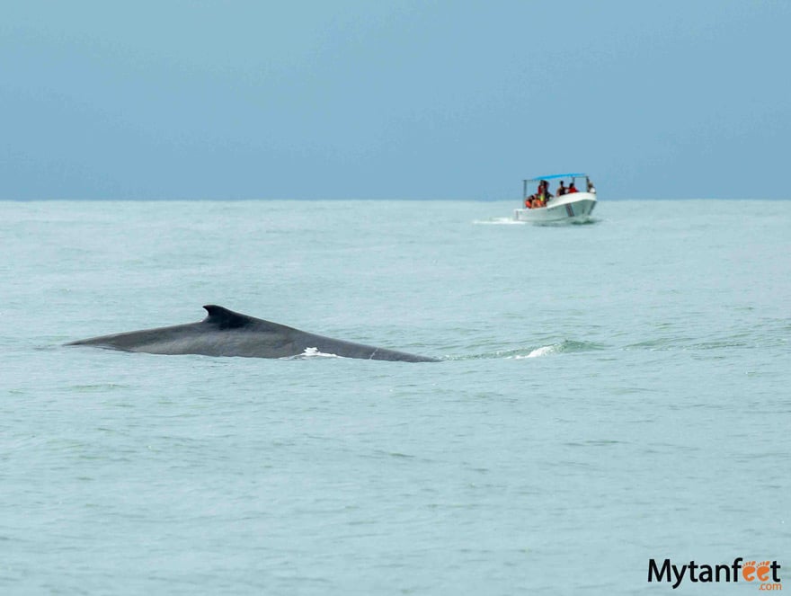 whale watching Uvita