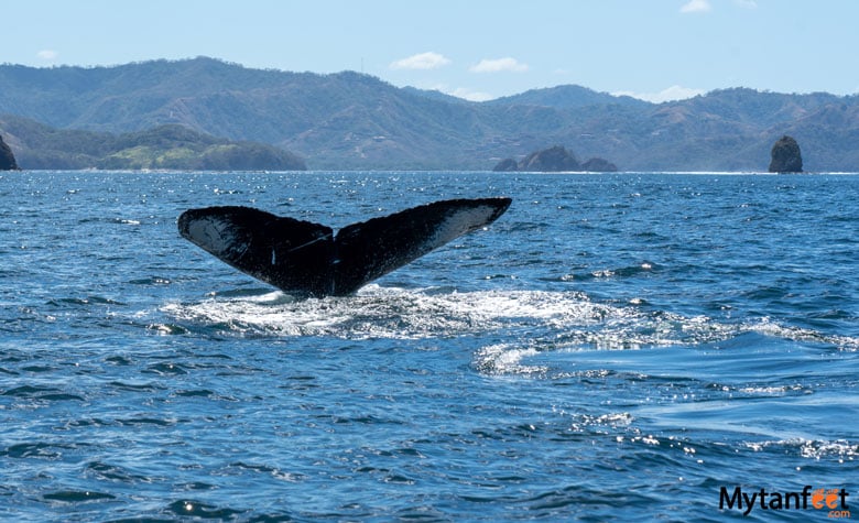 humpback whale