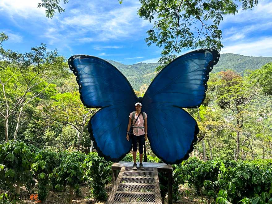 Hacienda La Chimba blue morpho