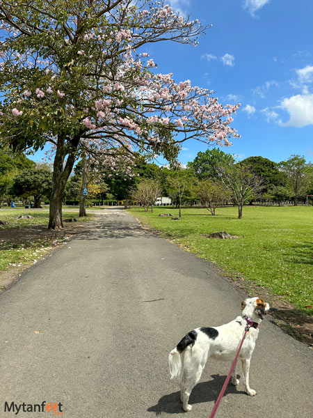 la sabana park walking dogs