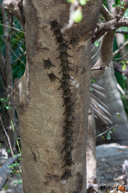 Line of long nosed bats on a tree in Guanacaste, Costa Rica