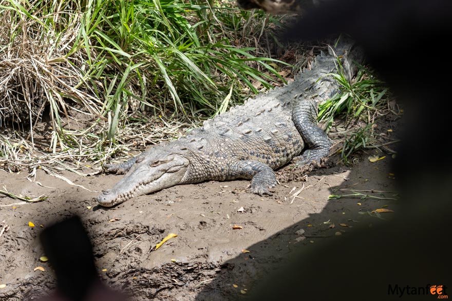 A person's shadow in the foreground of a large crocodile laying on a river bank