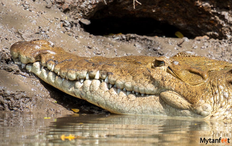 Hacienda El Viejo crocodiles on boat tour
