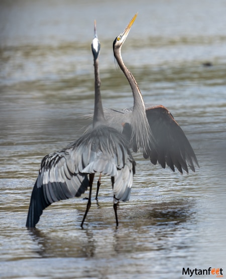 Hacienda el vjejo - two herons are doing a mating dance