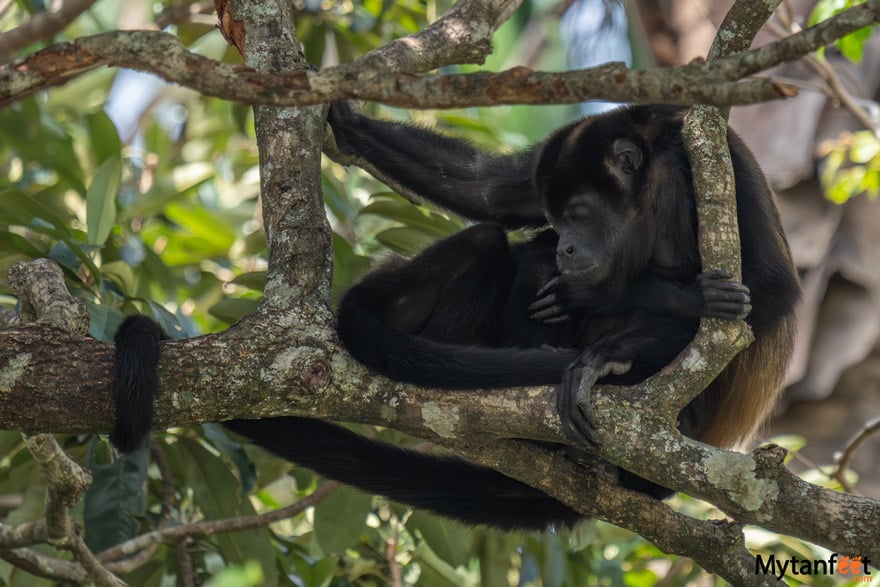 Howler monkeys