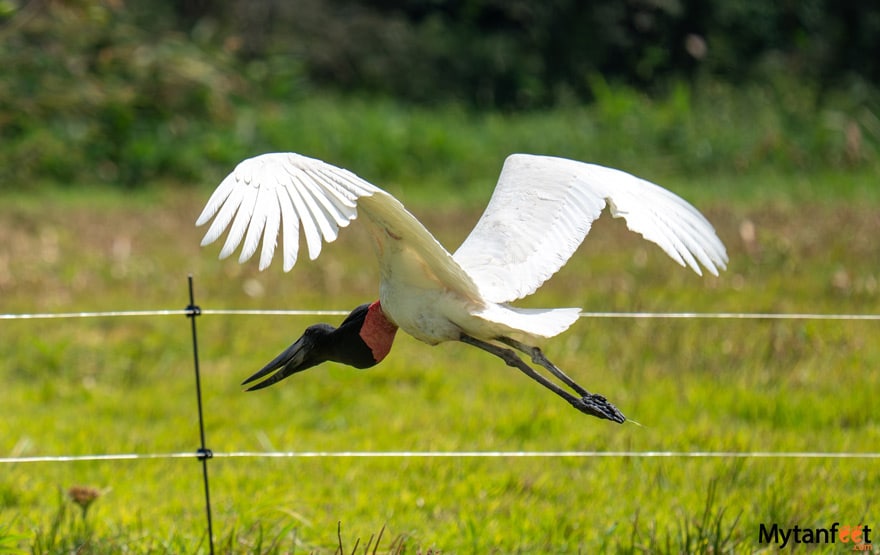 Jabiru stork flying