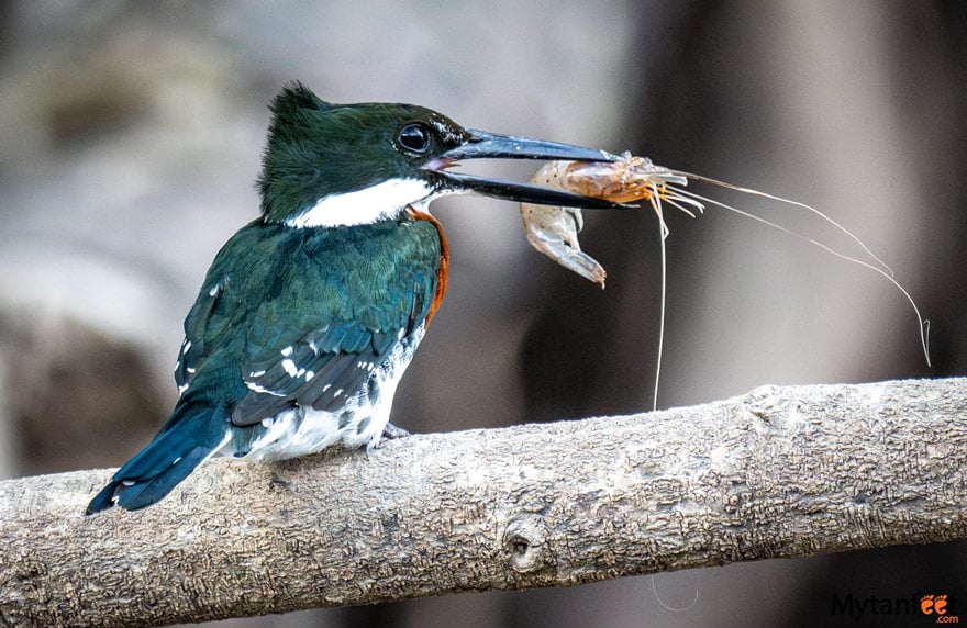 A kingfisher with a shrimp in its beak, seen on the Hacienda El Viejo boat tour